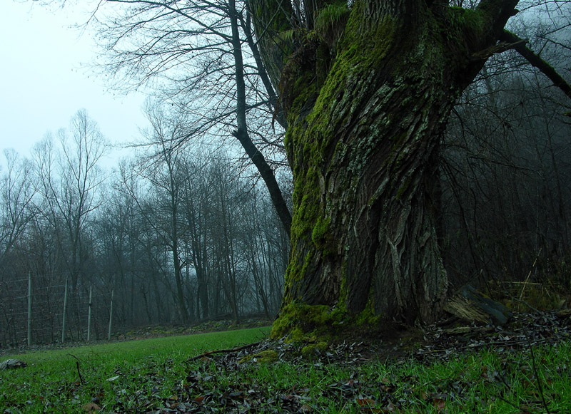 Atmosfere nel bosco......